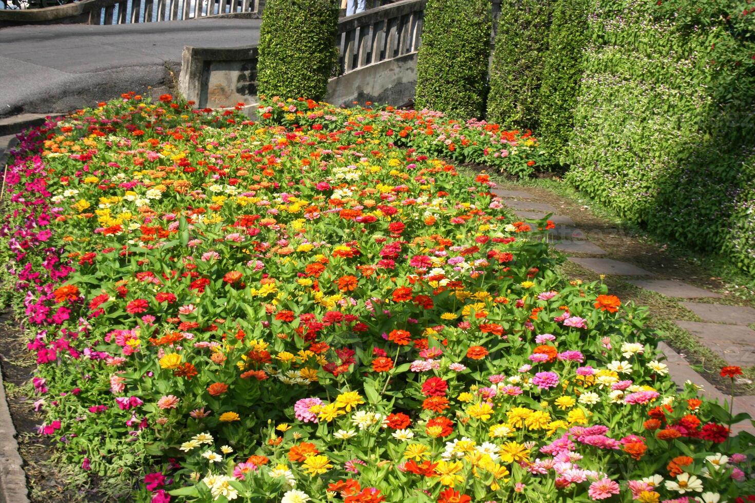 lindo flores florescendo dentro Suan luang rama 9 foto