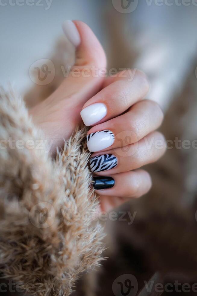 mulher mão com uma lindo em forma de quadrado manicure. outono tendência, Preto e branco polimento com uma zebra padronizar em unhas com gel polonês, shellac. foto