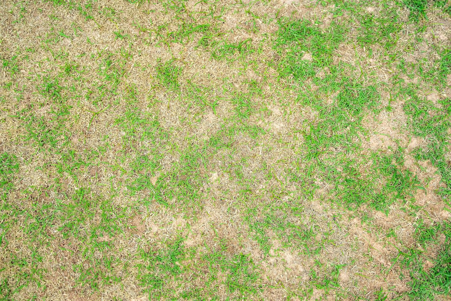 folha de grama seca muda de verde para marrom morto em um fundo de textura de gramado de círculo grama seca morta. foto