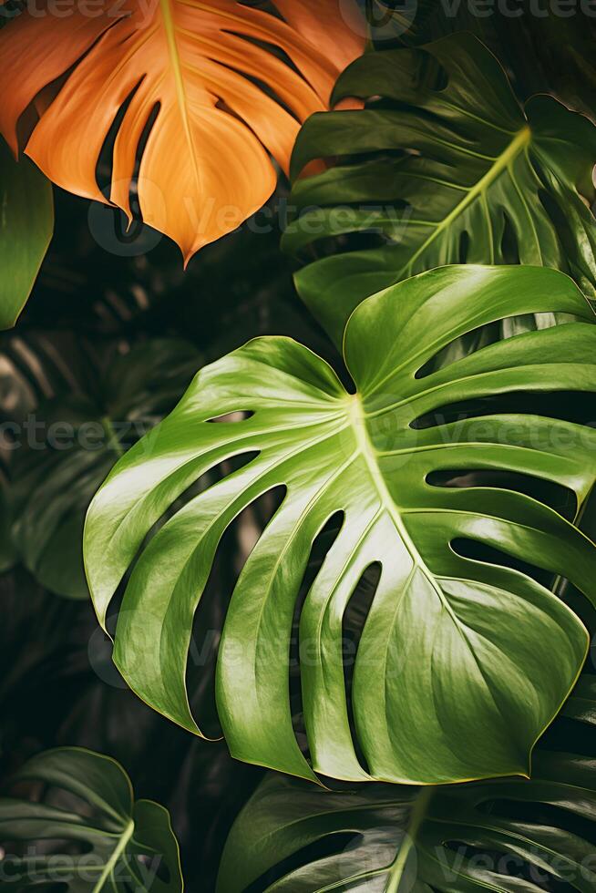 ai gerado botânico fundo com detalhes do verde e vermelho monstera folhas fechar-se casa em vaso plantas natural Projeto jardinagem e vegetação foto