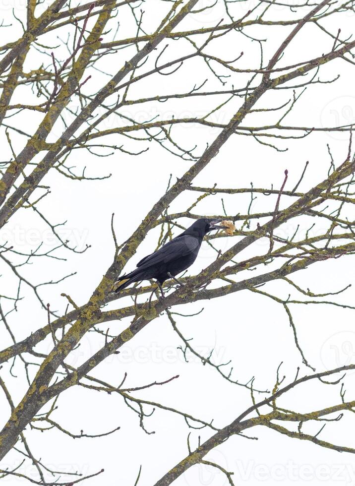 fechar acima tiro do a Raven com alguns osso dentro Está bico em a inverno dia. conceito foto