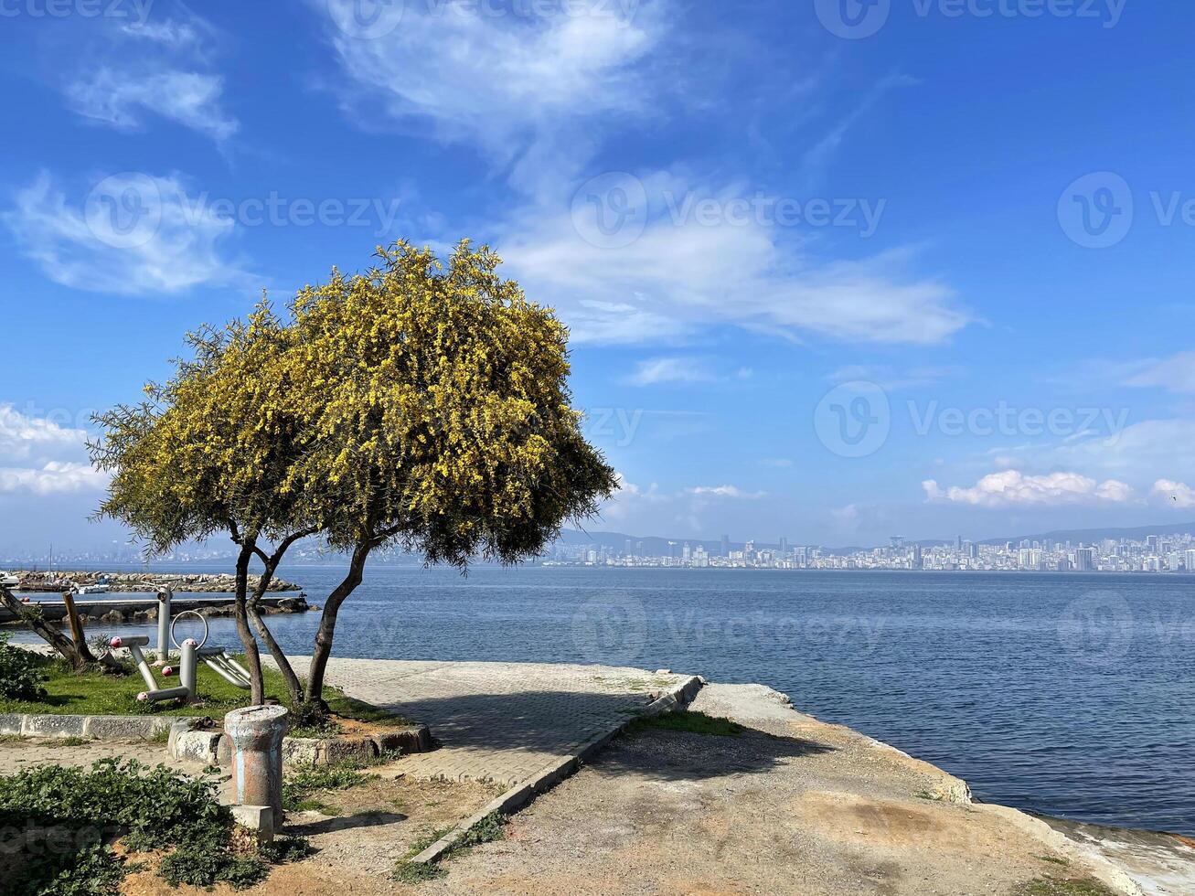 amarelo floração árvore contra a fundo do a bósforo e Istambul foto