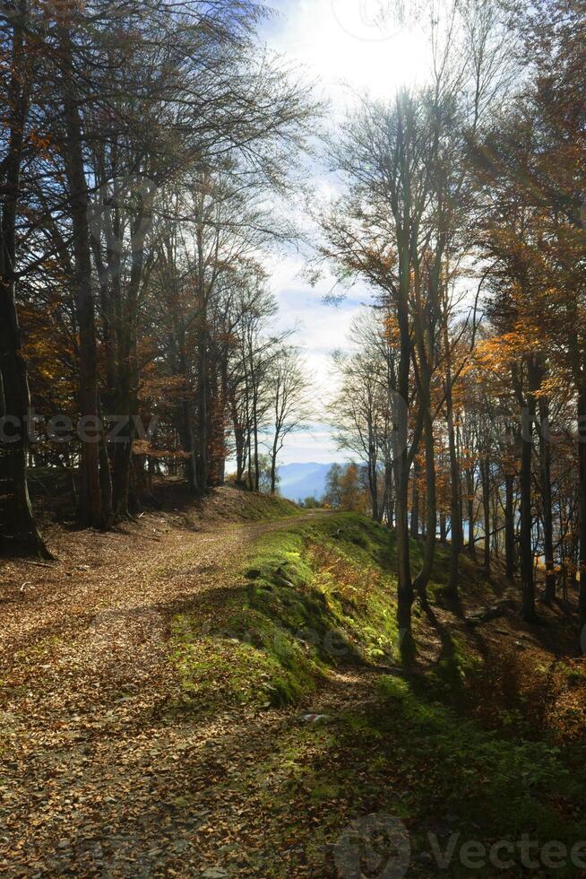 uma sujeira caminho dentro a madeiras foto