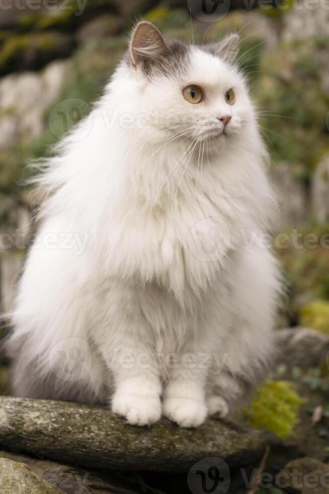 uma fofo branco gato sentado em uma Rocha foto
