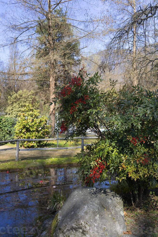 japonês jardinagem outono foto