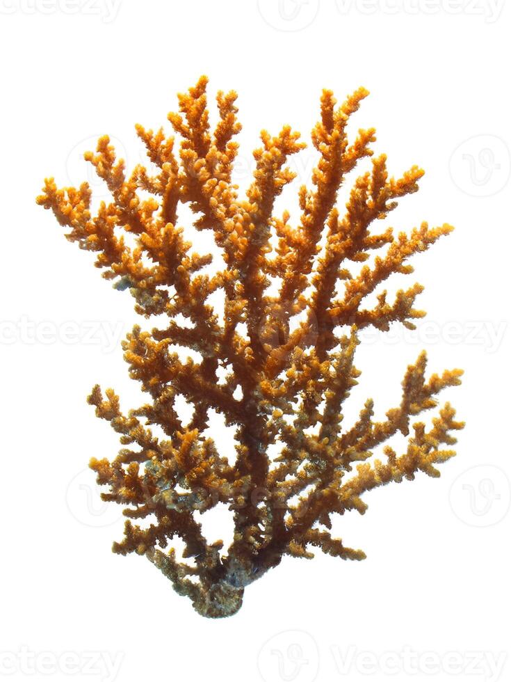 coral isolado em branco fundo foto
