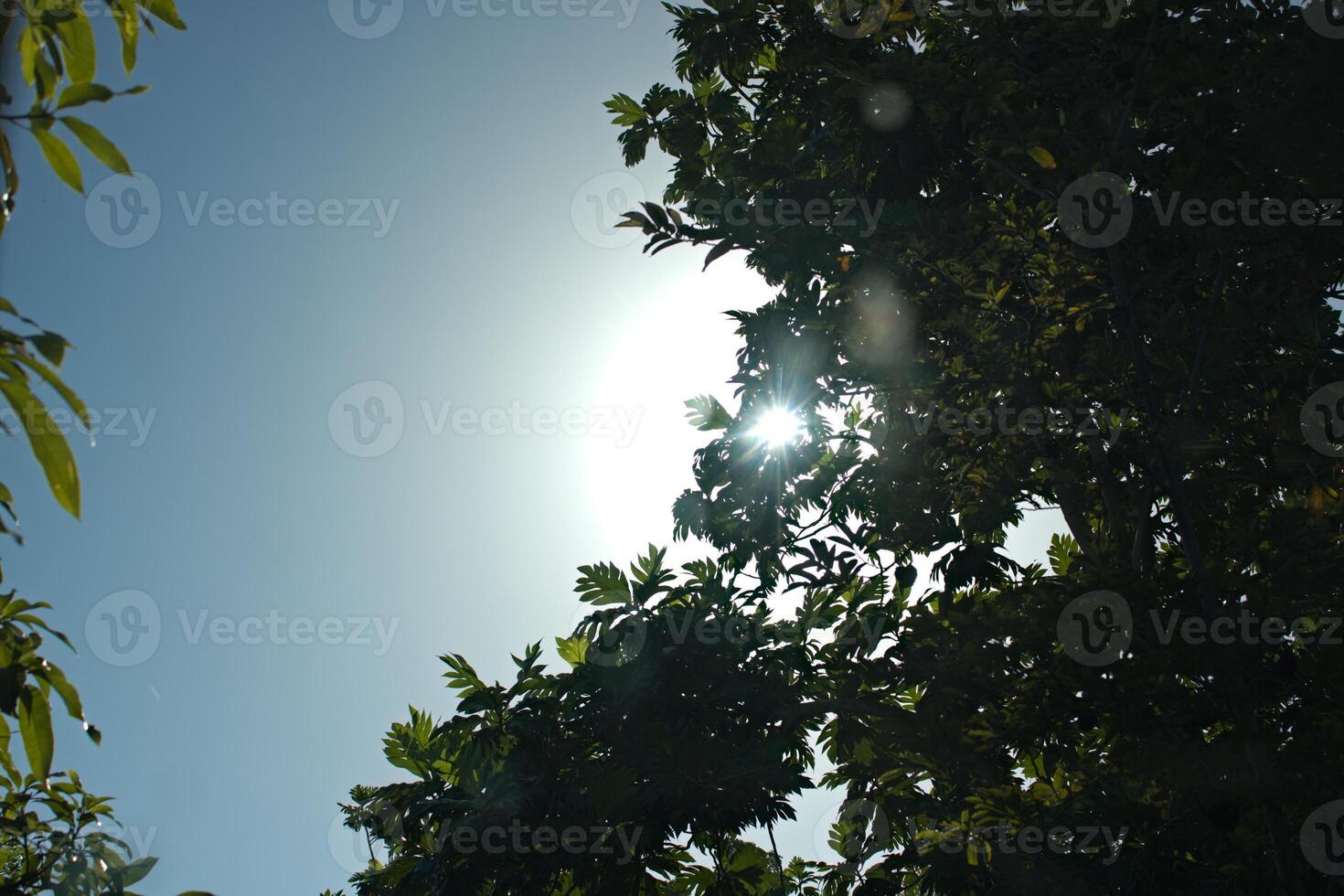 raios solares espreitar através verde árvore folhas contra azul céu foto