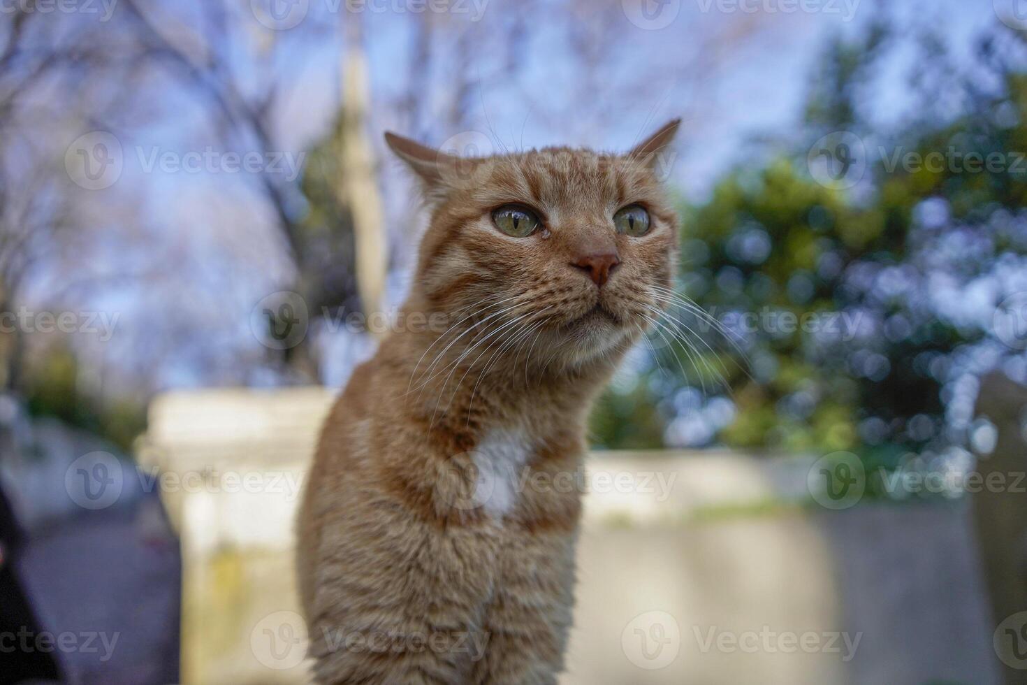 disperso gato do Istambul rua retrato foto