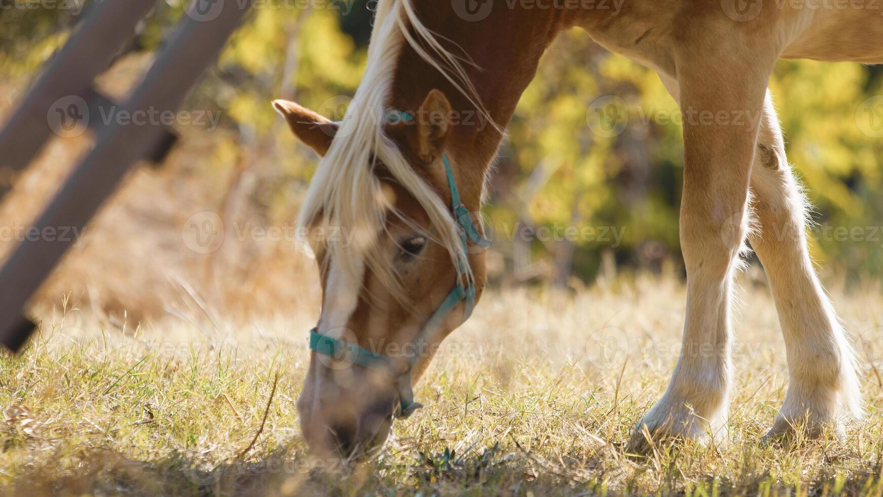 selvagem Castanho cavalo mastigar pasto debaixo uma Oliva árvore dentro puglia foto