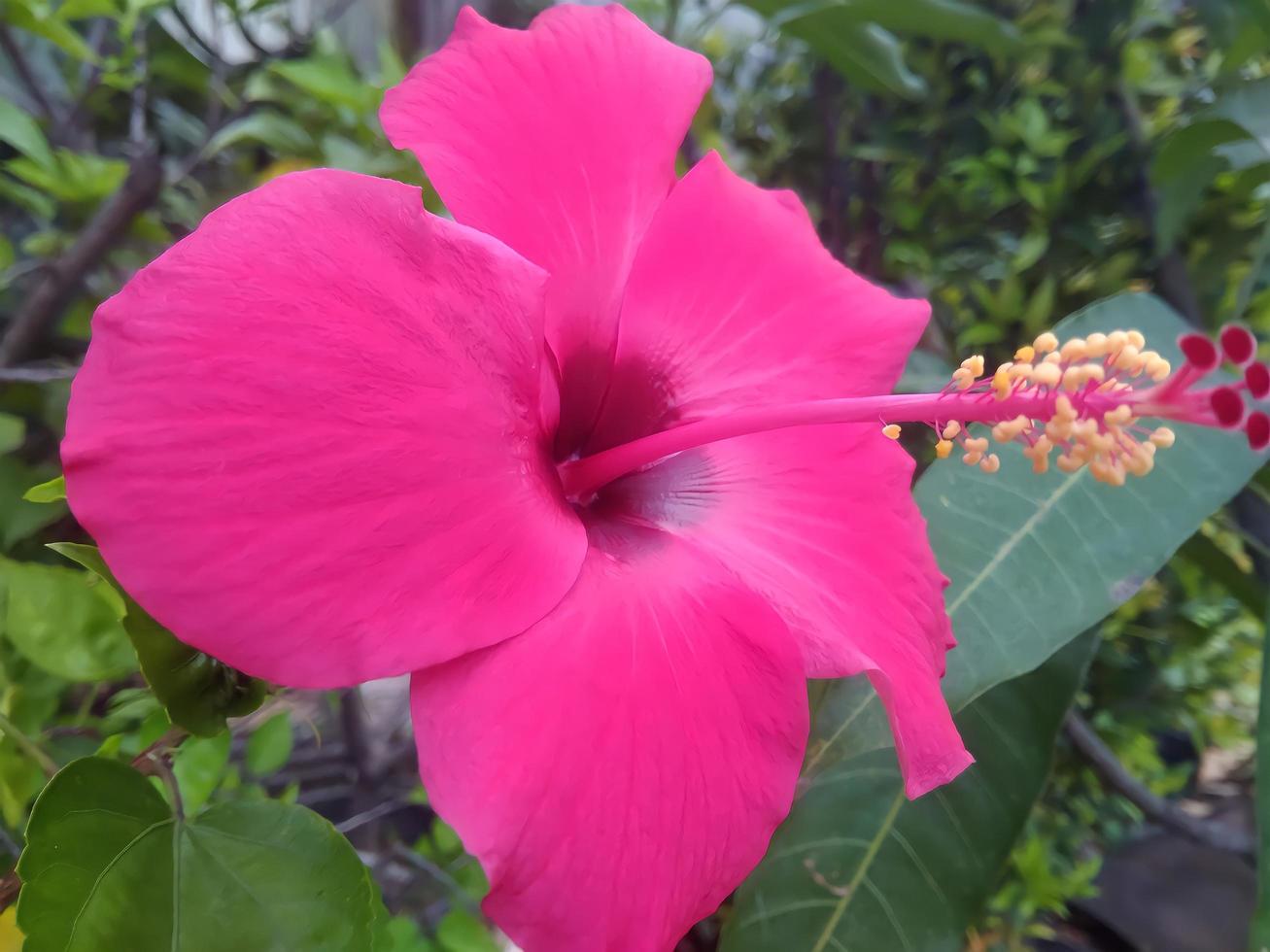 flor de hibisco rosa linda e brilhante foto