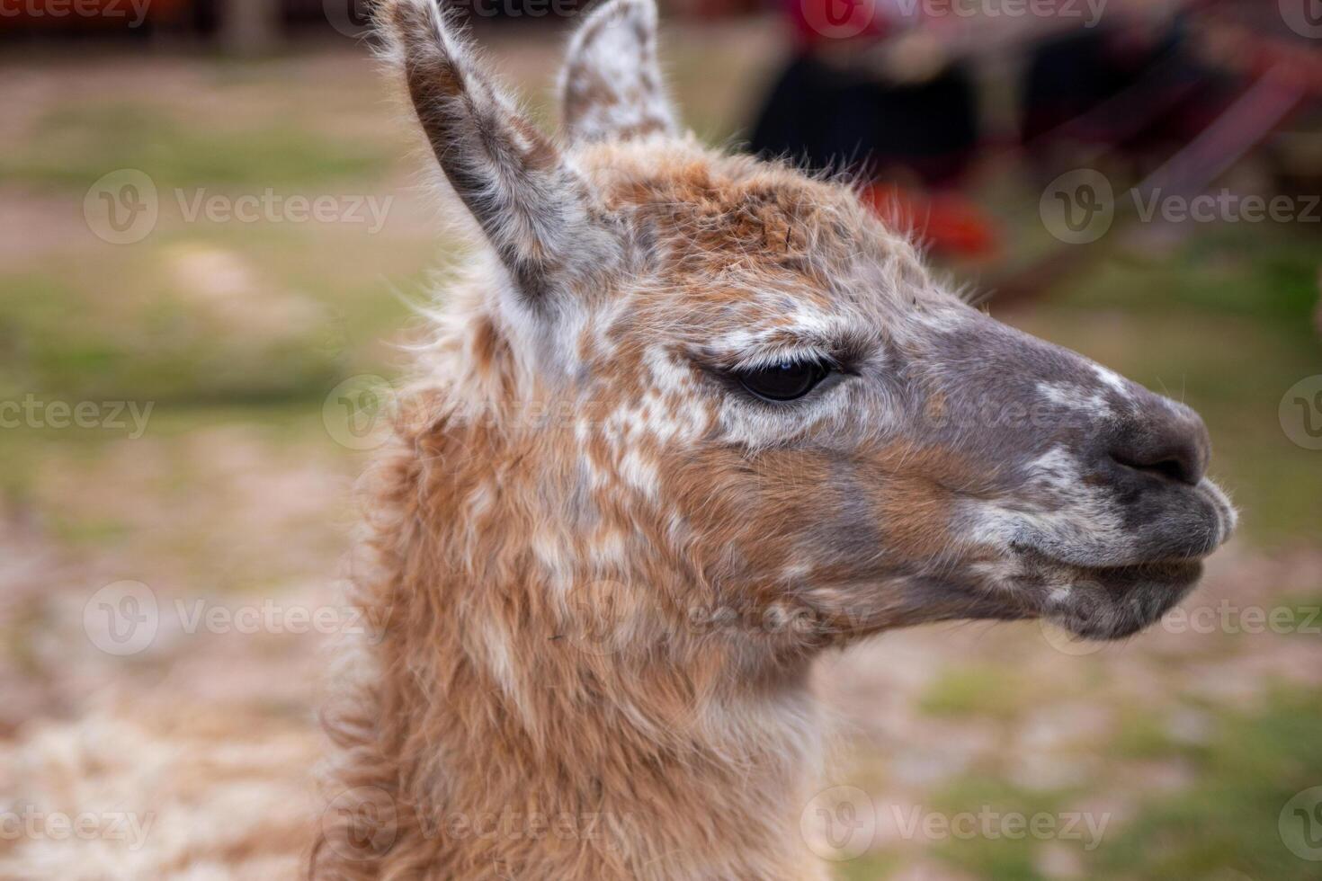 uma animal alpaca foto