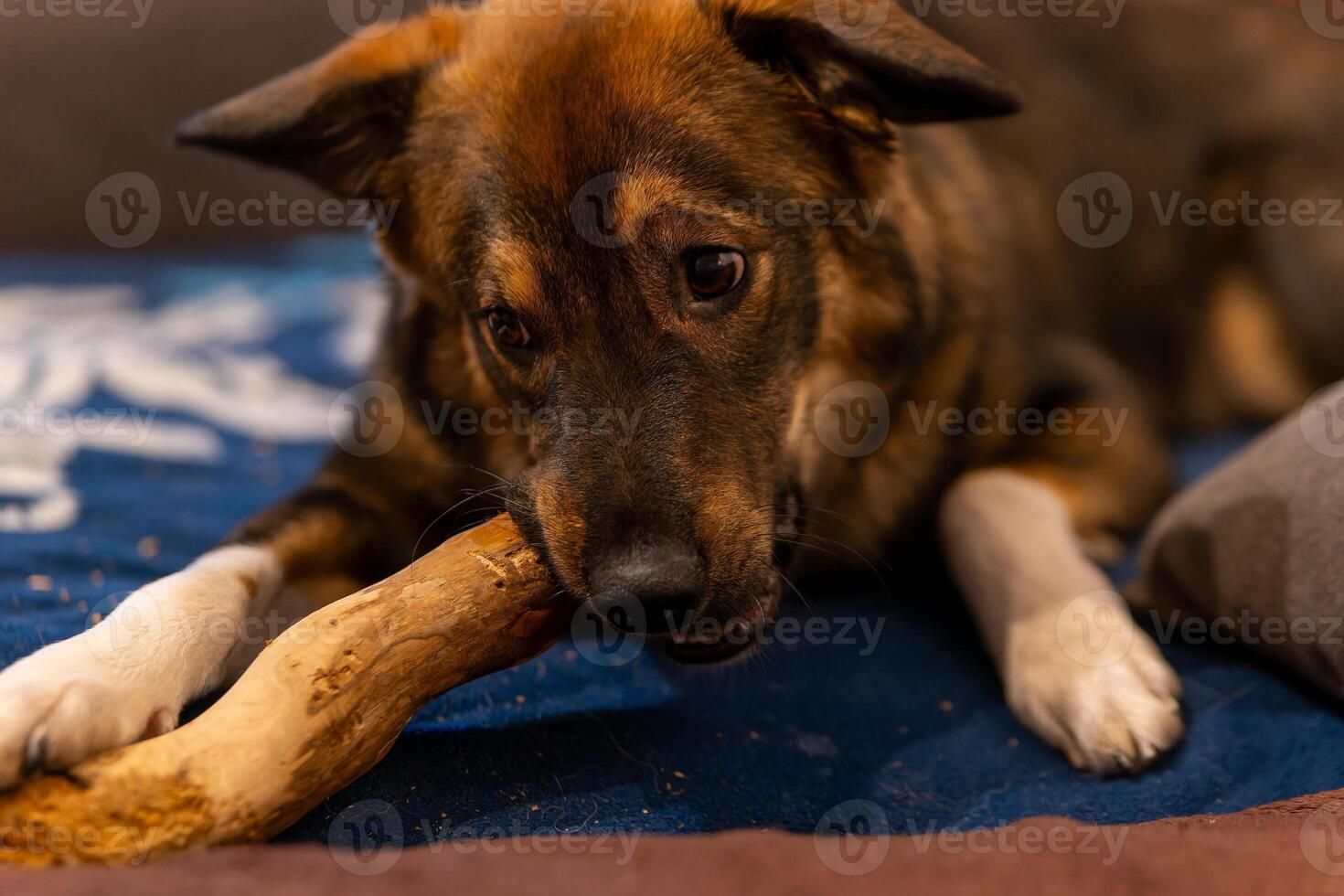 jovem fofa cachorro tocam com uma peça do madeira foto