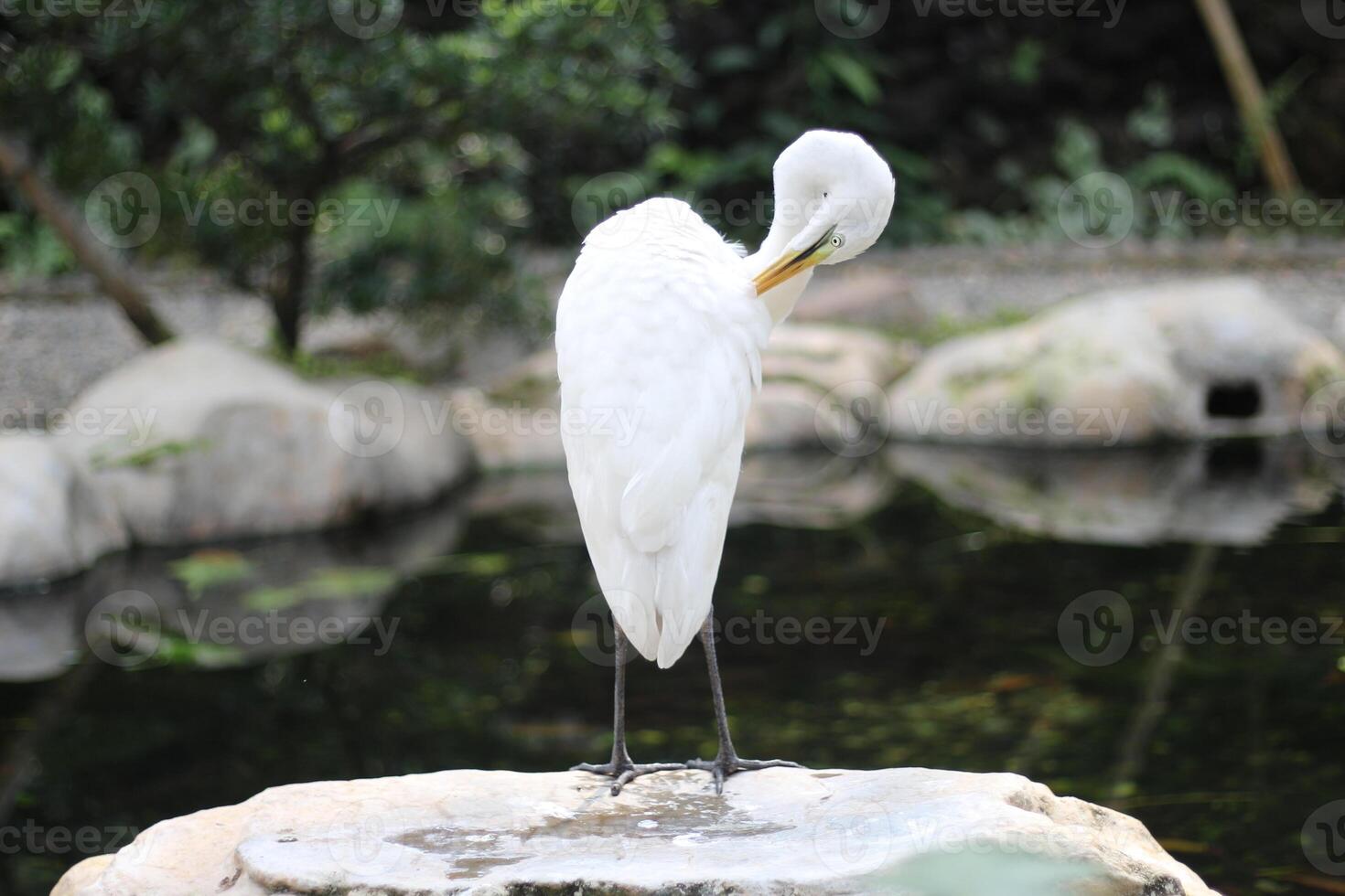 fechar acima do uma kuntul urso ou ardea alba pássaro foto