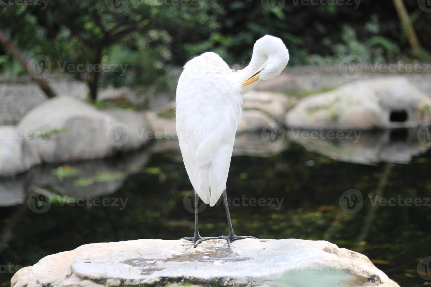 fechar acima do uma kuntul urso ou ardea alba pássaro foto