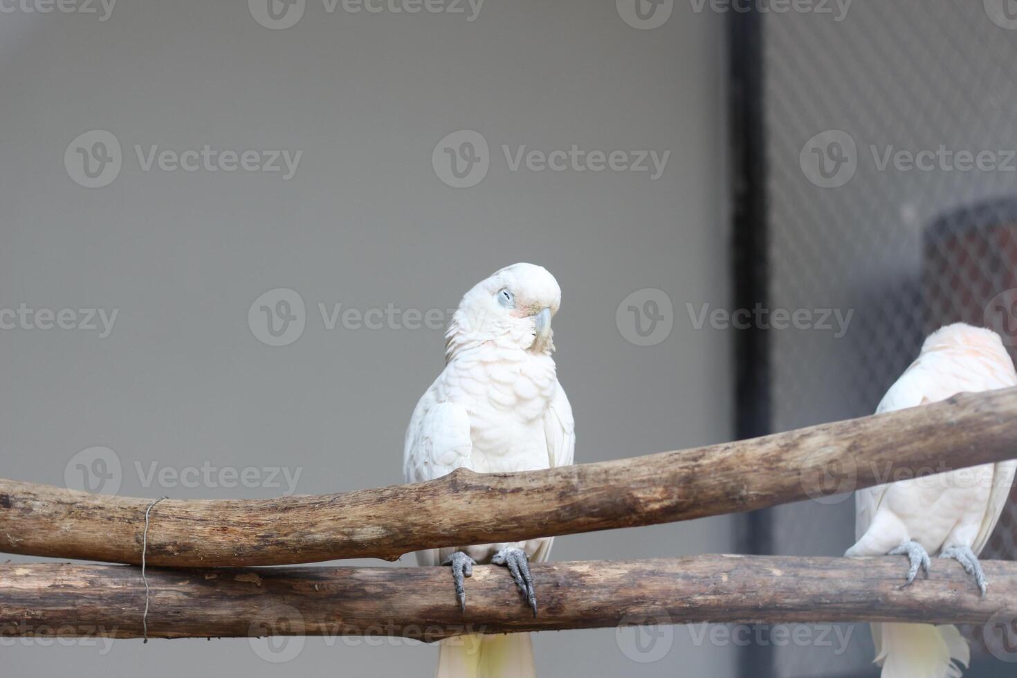 fechar acima do a tanimbar pássaro Corella ou cacatua goffiniana foto