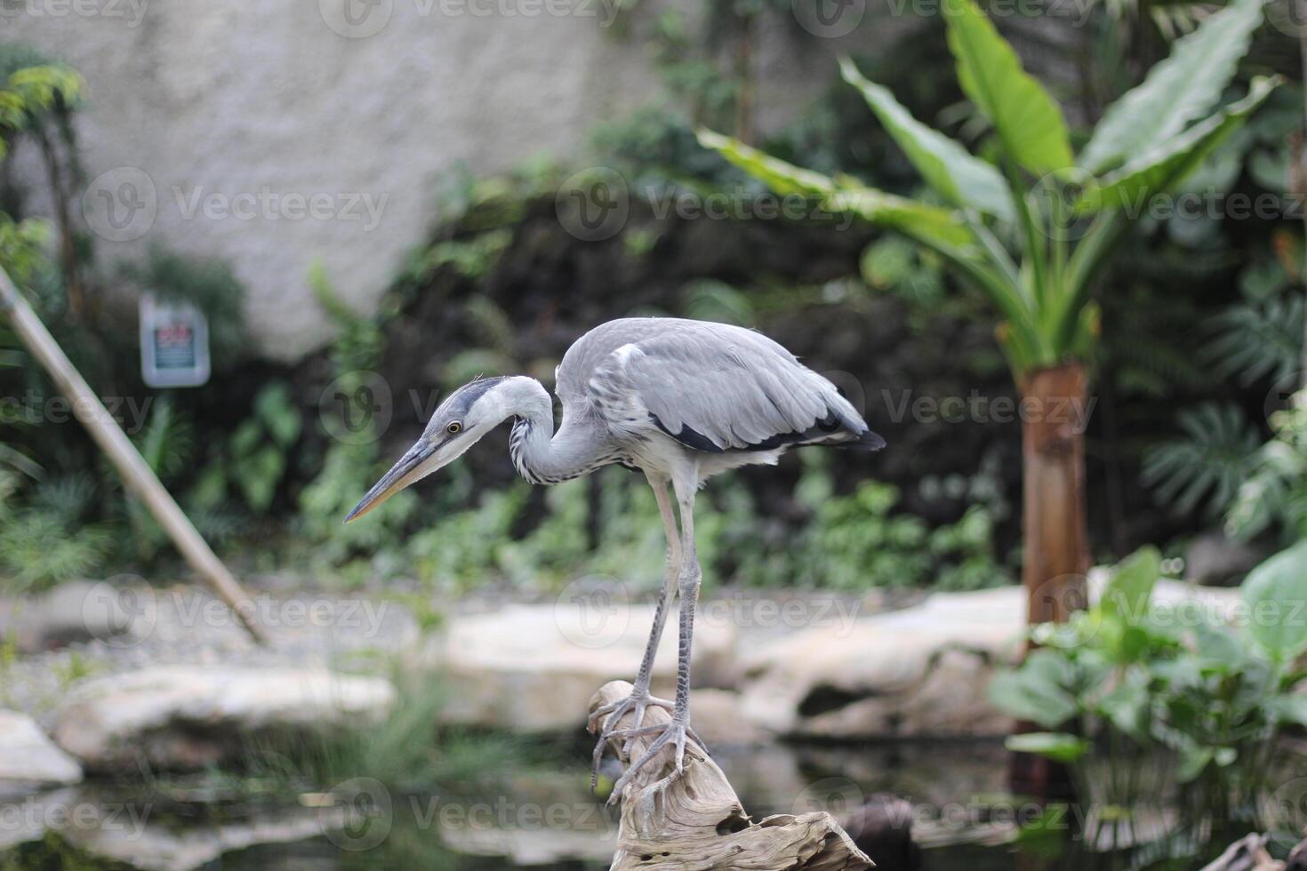 fechar acima do a cangak abu ou ardea cinerea pássaro foto