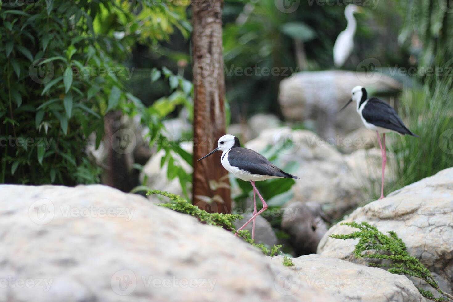 fechar acima do a gangue bayam pássaro ou himantopus leucocéfalo foto