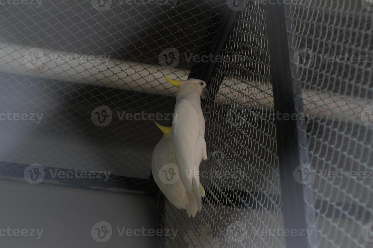 fechar acima do enxofre com crista cacatua ou cacatua galerita foto