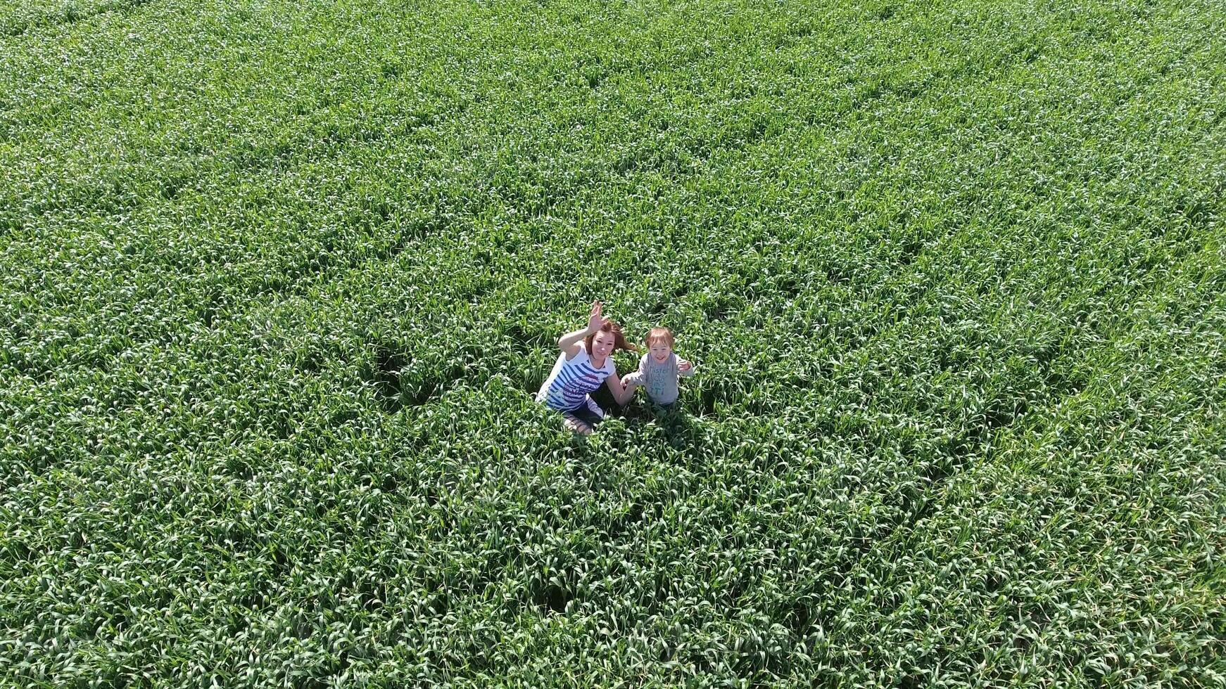 jovem mulher com dela filho jogando em a campo do verde trigo. caminhando dentro a aberto ar. vídeo a partir de a drone. foto