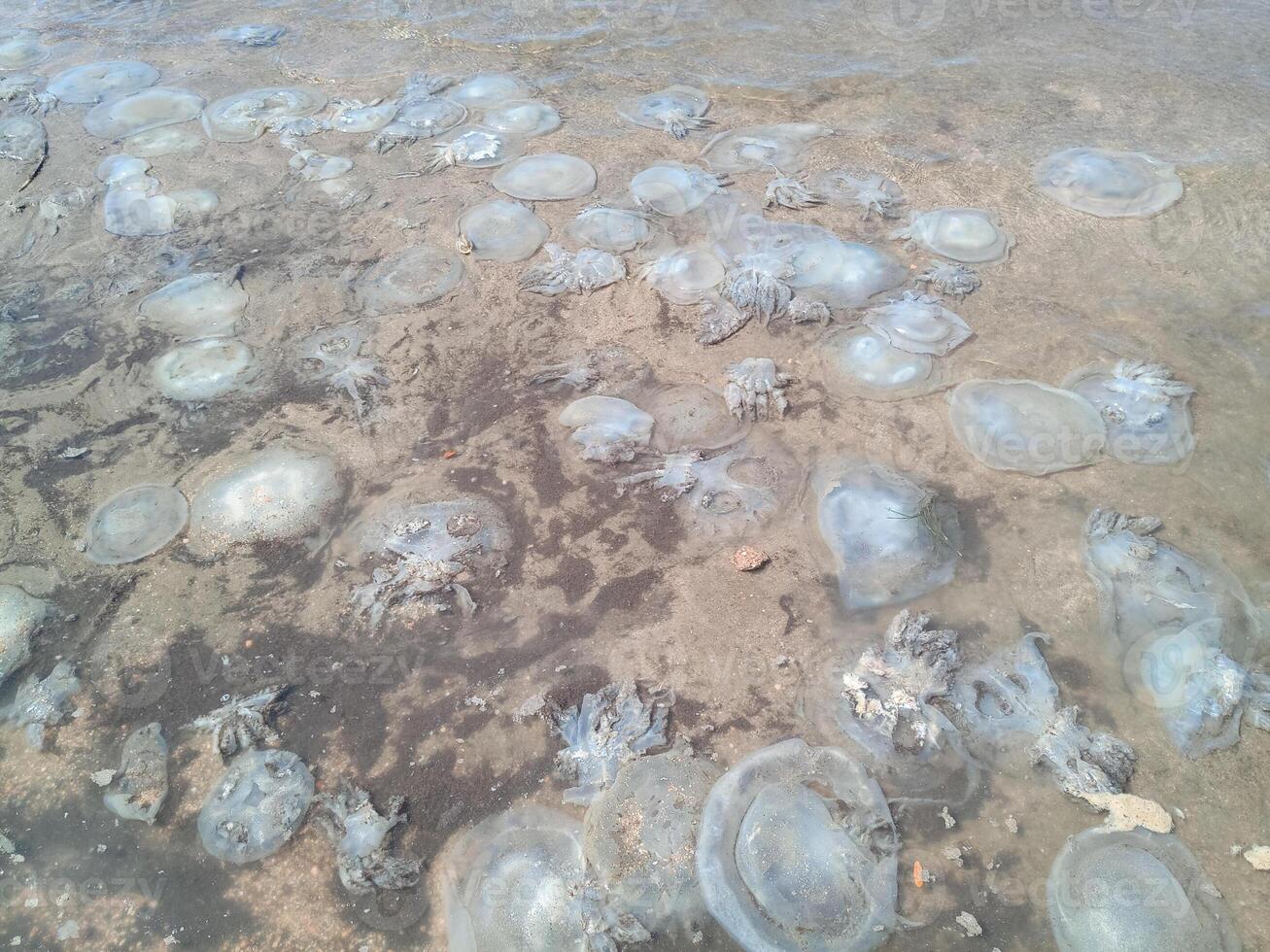 morto medusa dentro a raso águas do Beira Mar. medusa rizostômios foto