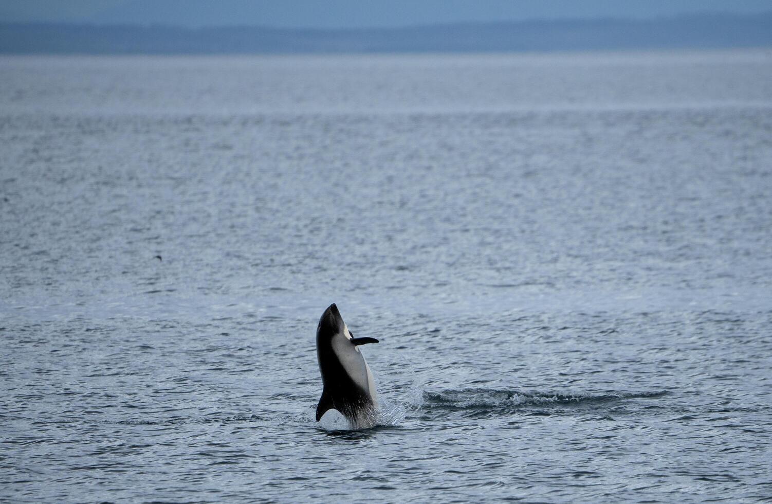 austral golfinho pulando Fora do a água foto
