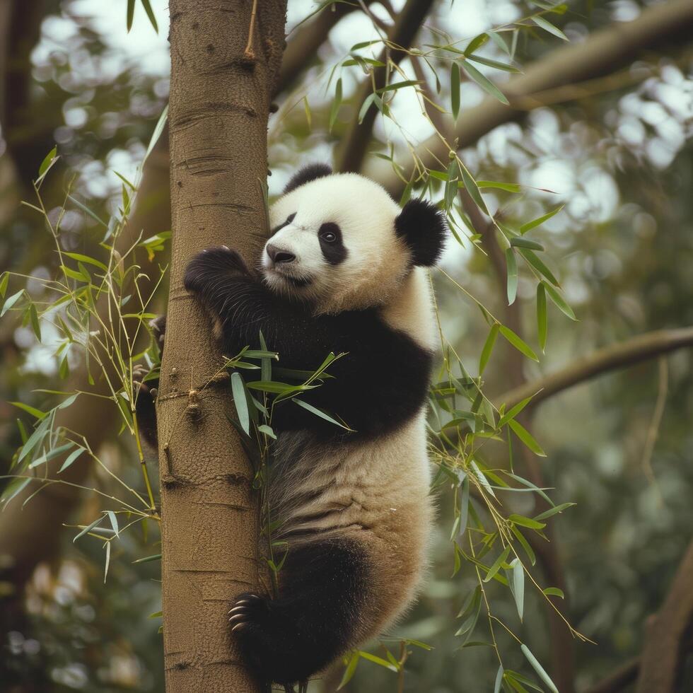 ai gerado uma panda sem esforço sobe uma bambu árvore, exibindo agilidade foto