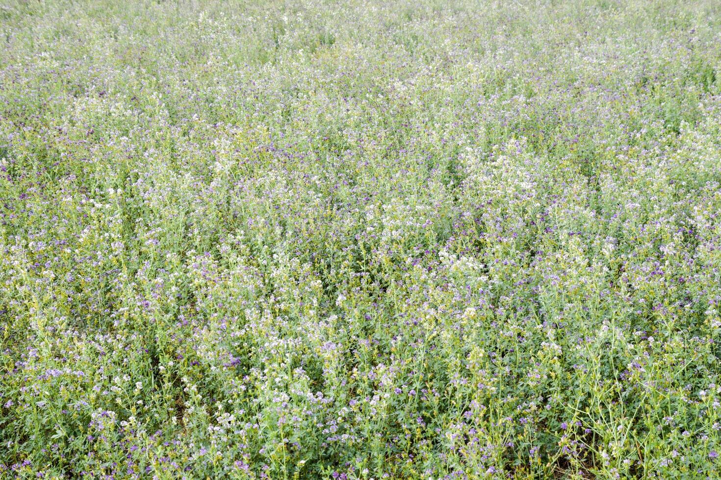 campo do alfafa. ceifa a partir de alfafa. floração campo dentro Primavera. foto