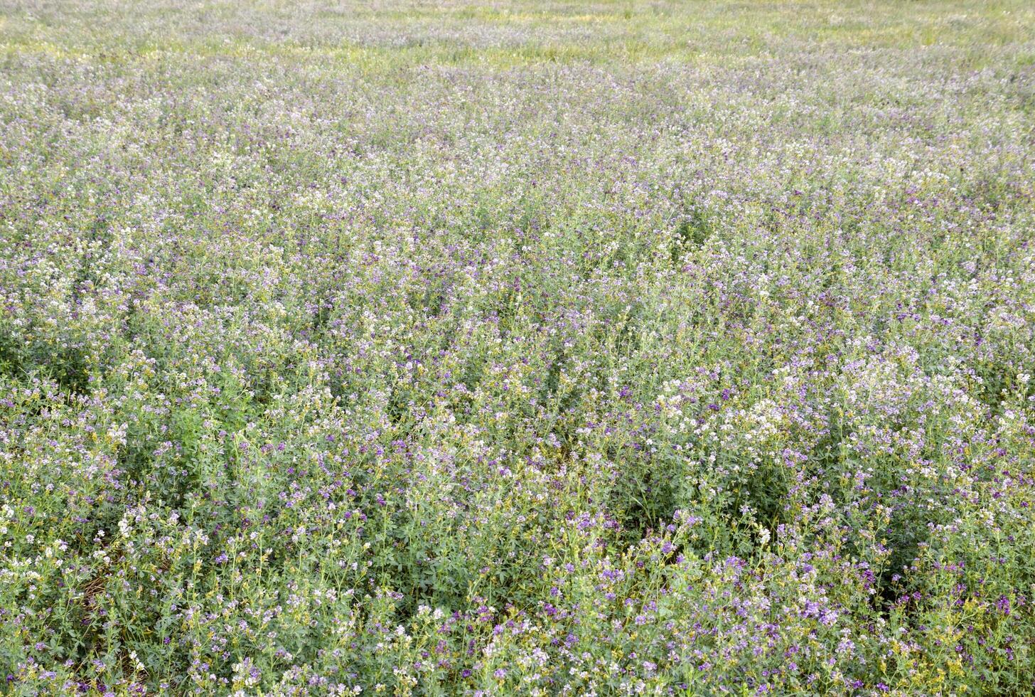 campo do alfafa. ceifa a partir de alfafa. floração campo dentro Primavera. foto