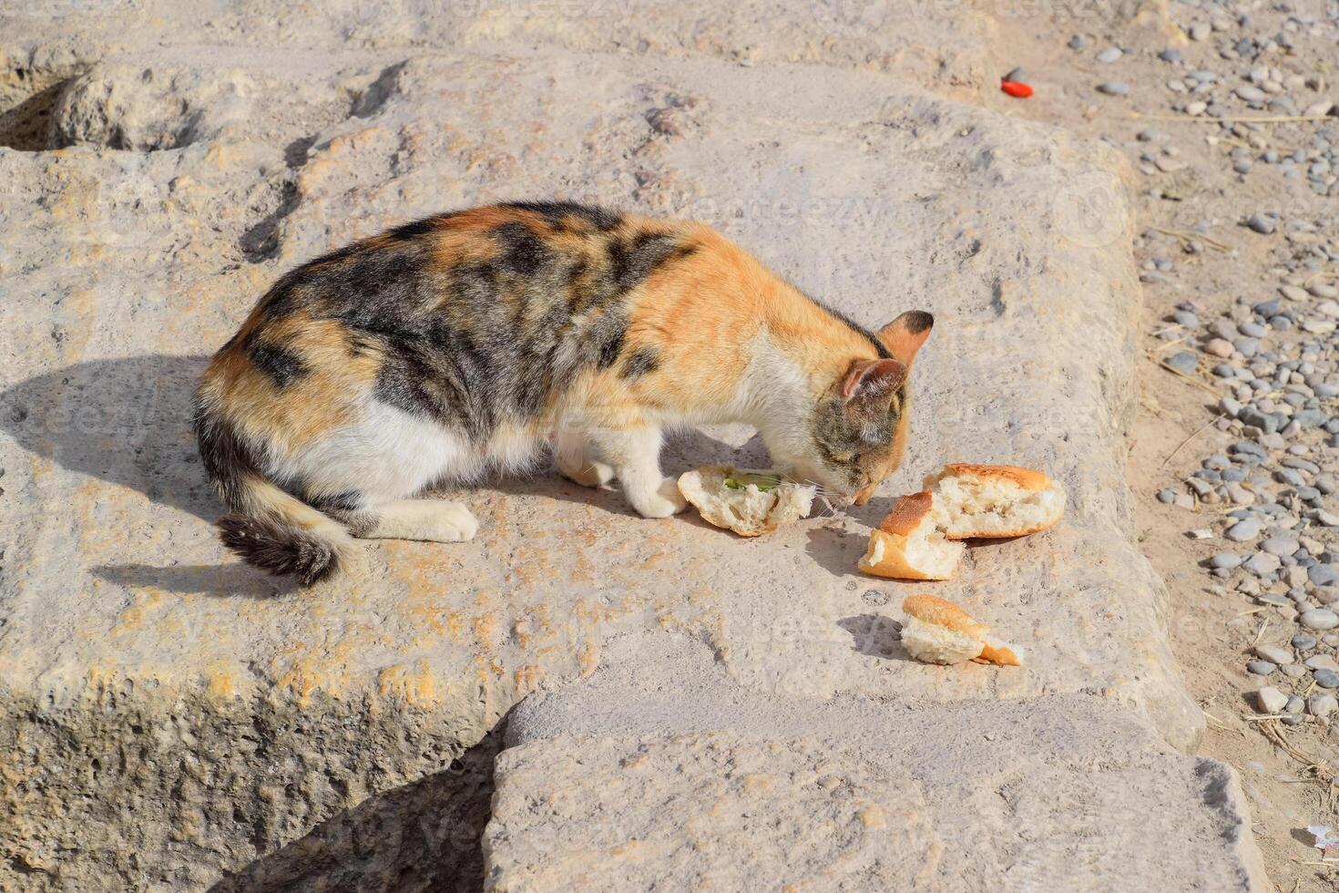 tricolor gato come pão em pedra. alimentando uma doméstico gato. foto