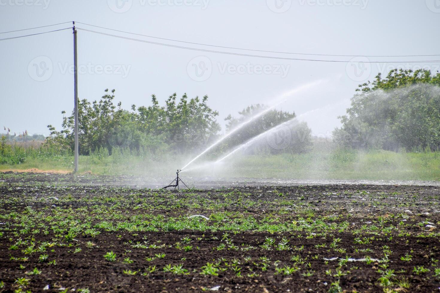 irrigação sistema dentro campo do melões. rega a Campos. aspersor foto