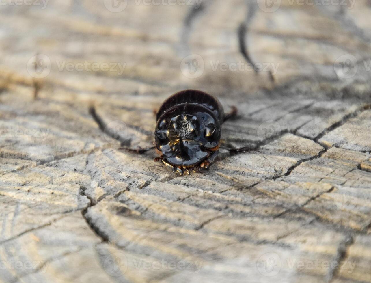 uma rinoceronte besouro em uma cortar do uma árvore toco. uma par do rinoceronte besouros foto