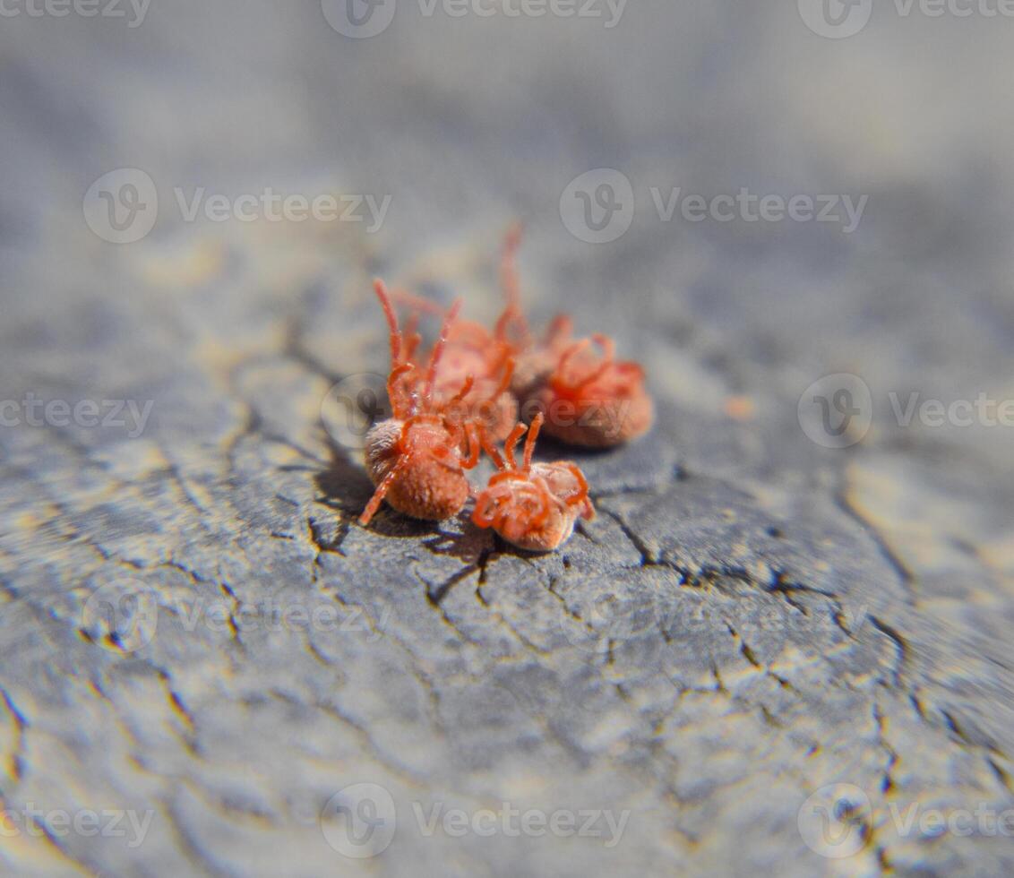 fechar acima macro vermelho veludo ácaro ou trombidiidae foto