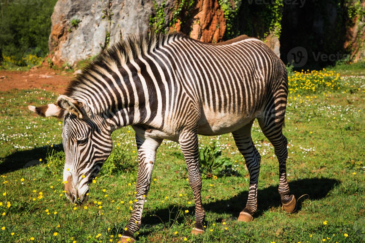 de grevy zebra, samburu nacional parque, Quênia foto