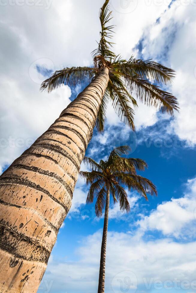 a imagem do dois agradável Palma árvores dentro a azul ensolarado céu foto