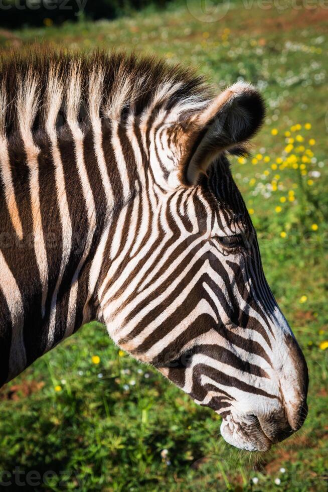 de grevy zebra, samburu nacional parque, Quênia foto