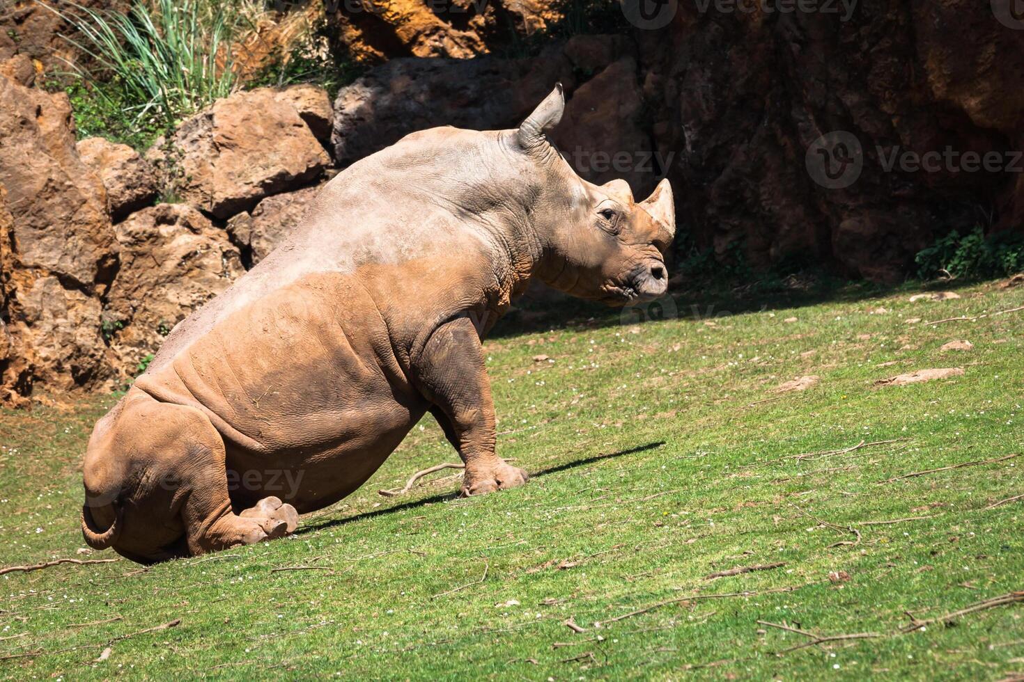 rinoceronte, lago nakuru nacional parque, Quênia, ceratotério foto