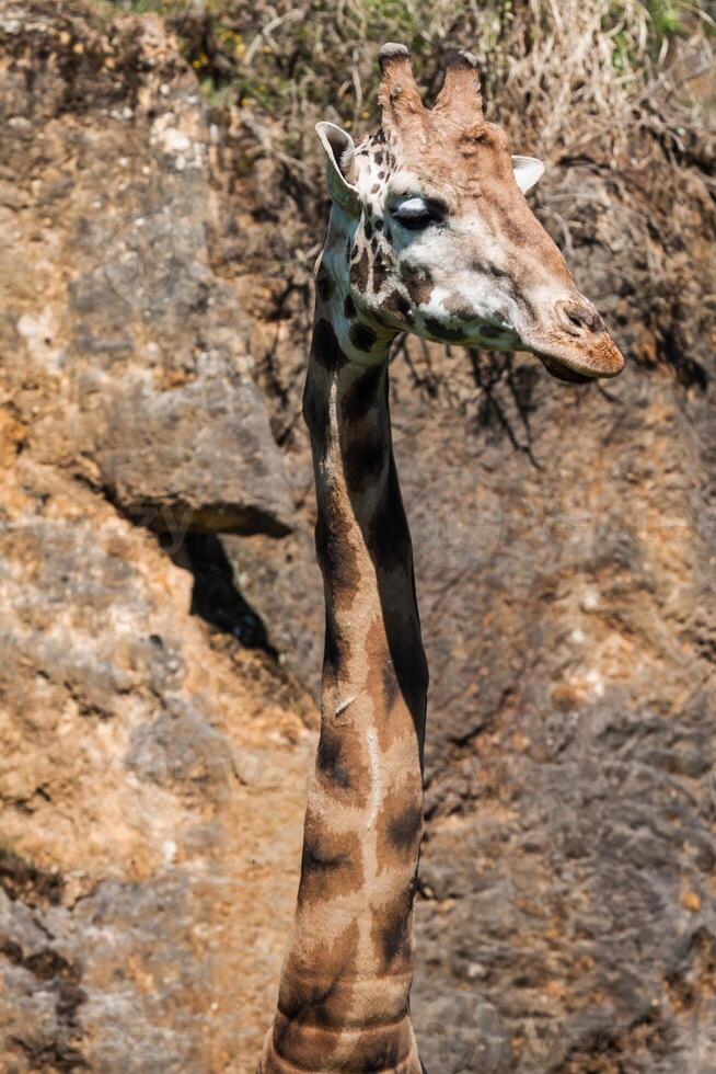 comendo girafa em safári selvagem dirigir foto