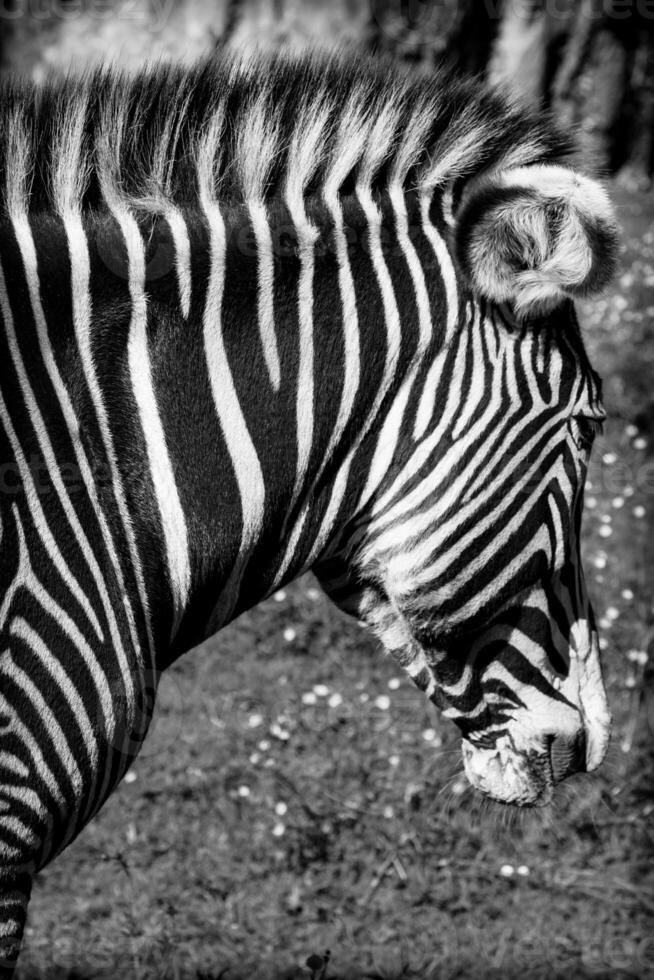 uma lindo africano zebra dentro dele natural meio Ambiente foto