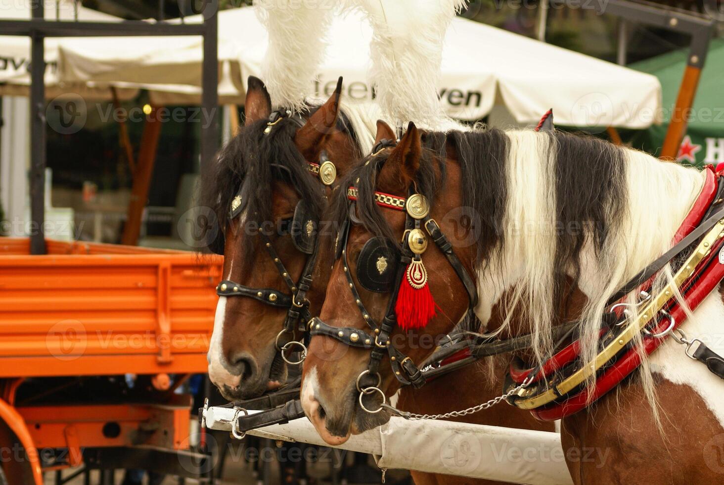 krakow, poland, carruagens puxadas por cavalos com guias na frente do st. basílica de mary foto