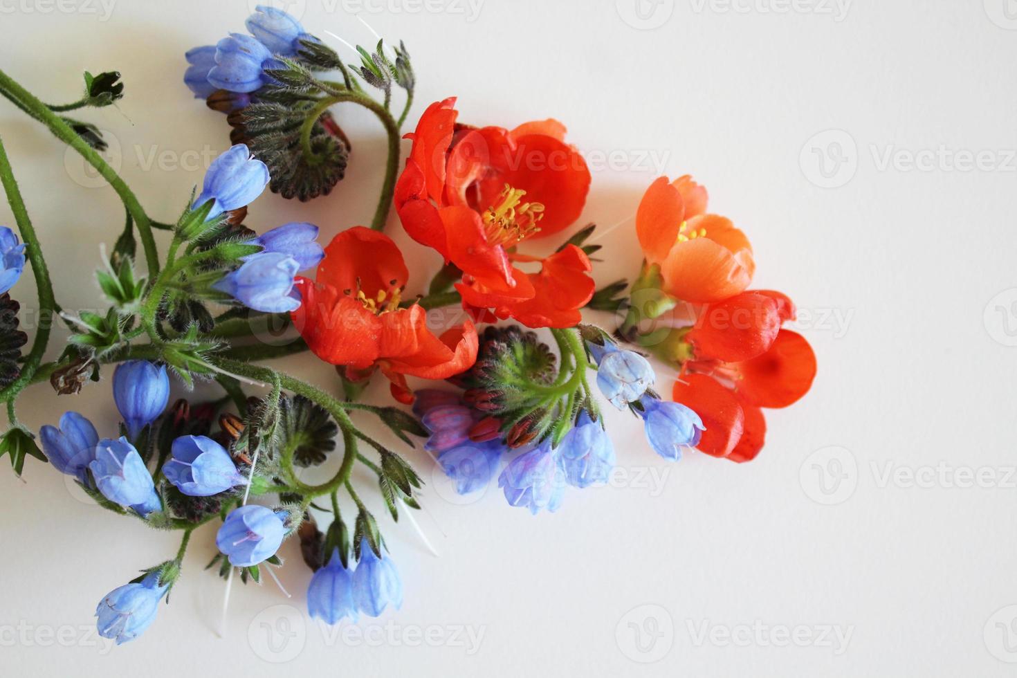 um buquê de flores vermelhas e azuis foto