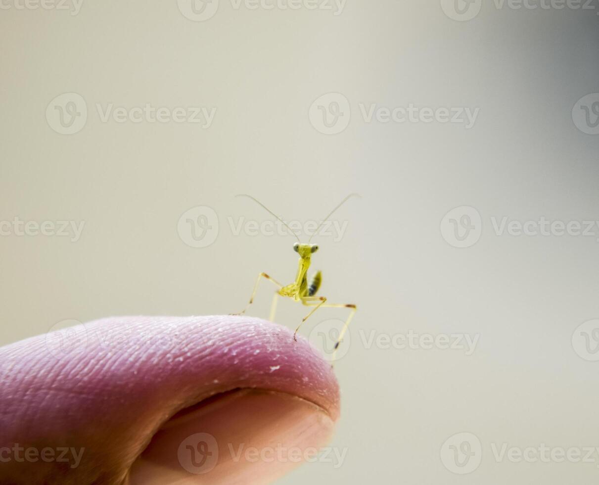 larva do a louva a Deus. ninfa louva a Deus, crescendo inseto. foto