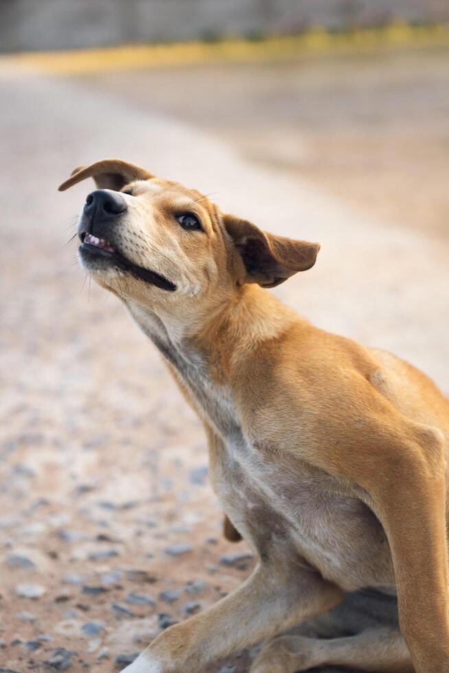 a cachorro estava usando Está pernas para coçar, arranhão a Pruriginoso parte do Está corpo e estava agindo estranhamente. foto