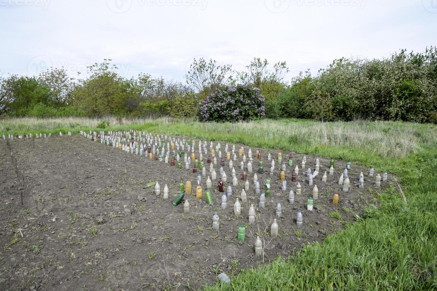 usar do plástico garrafas para proteger mudas do legumes a partir de p foto