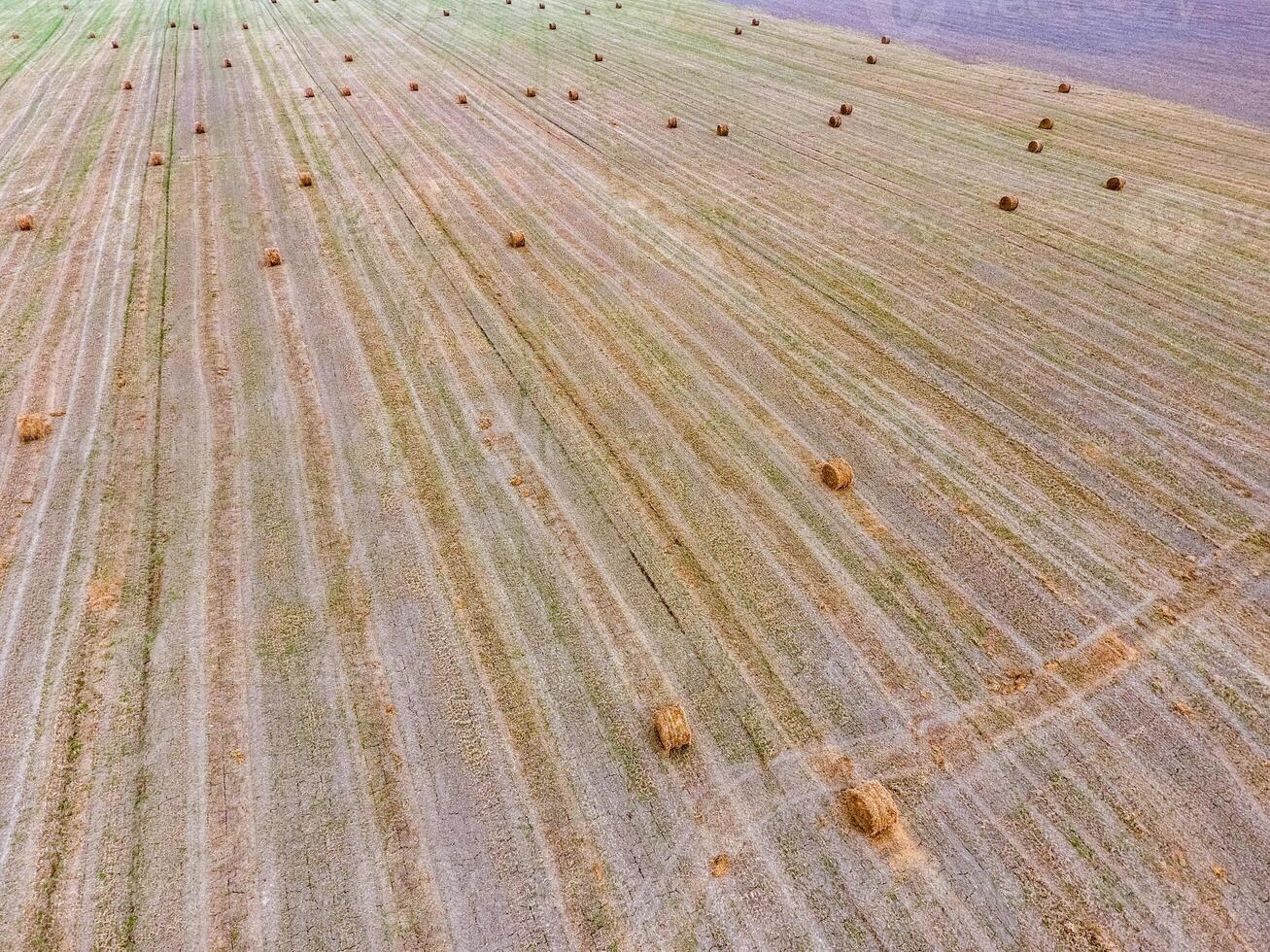 fardos do feno dentro a campo. colheita feno para gado alimentar. panorama campo com feno foto