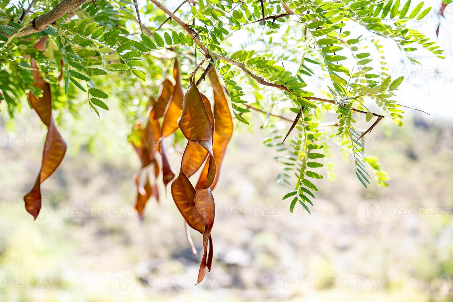 fechar acima foto do a vagens, folhas e espinhos do gleditsia triacanto.