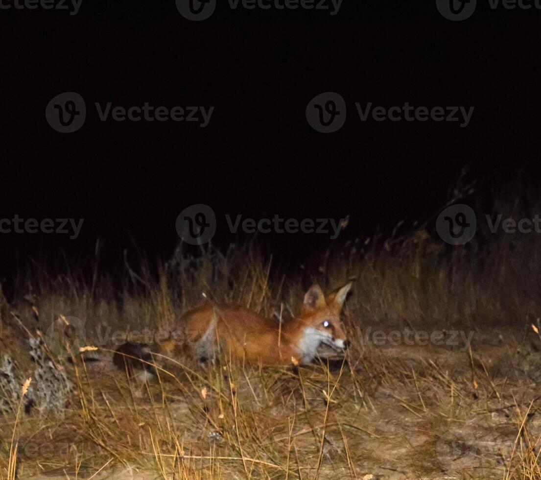 vermelho Raposa, uma parecido com um cachorro animal. a Raposa é olhando para Comida às noite foto