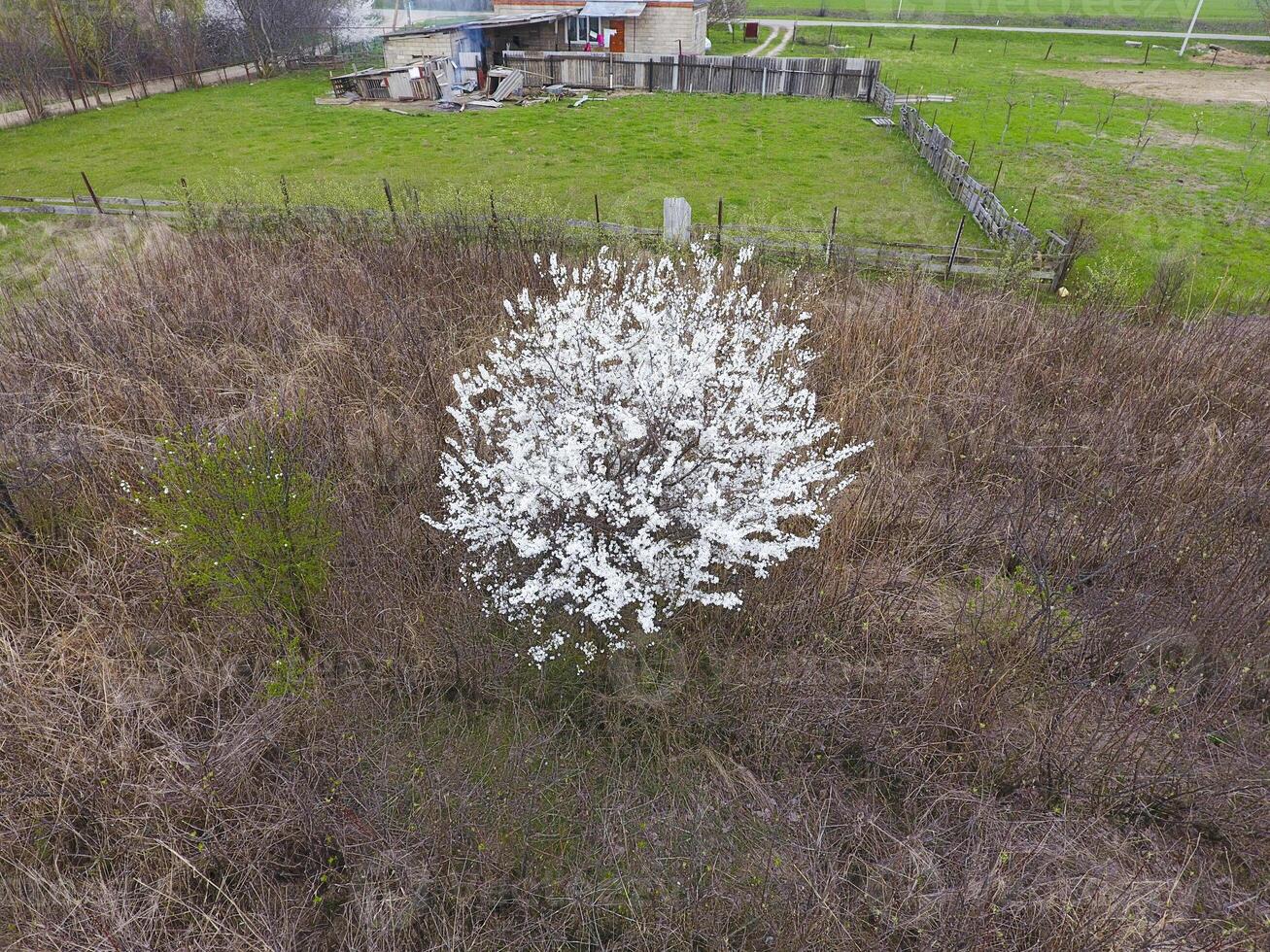 florescendo cereja ameixa. uma ameixa árvore entre seco grama. branco flores do ameixa árvores em a galhos do uma árvore. Primavera jardim. foto