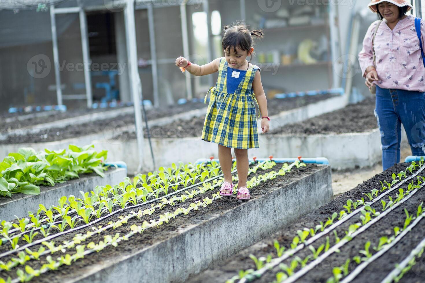 uma mãe e filha Veja às a alface mudas este ter fui plantado dentro a vegetal jardim. foto