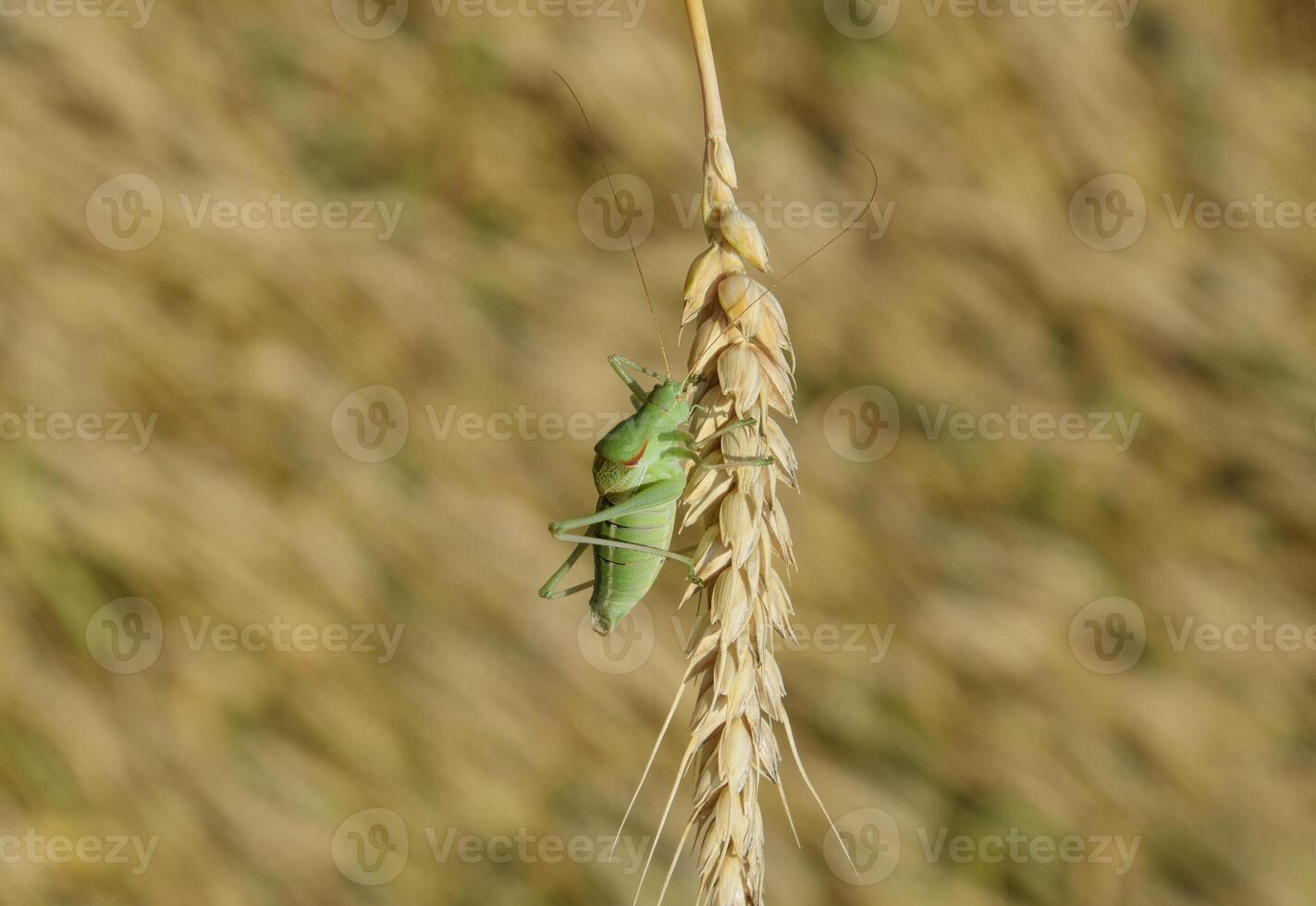 isófia. gafanhoto é a isofia em uma trigo espigueta. foto