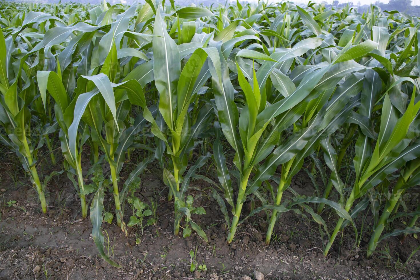 agricultura milho Campos crescendo dentro a colheita campo do Bangladesh foto